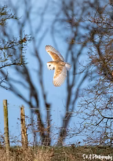 Barn owl in flight