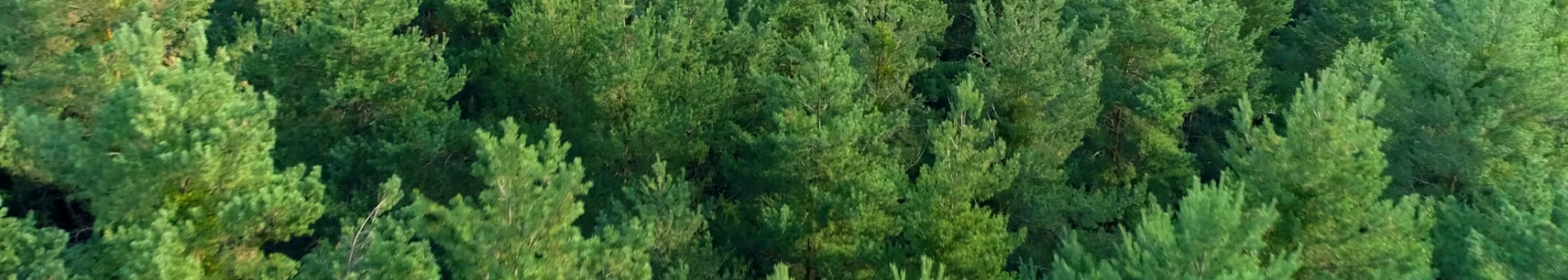 Forest treetops banner