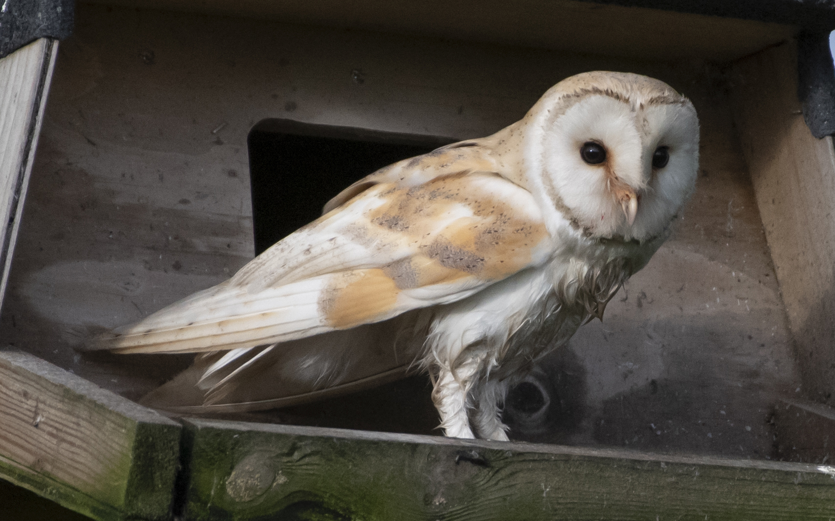 Barn Owls cover image
