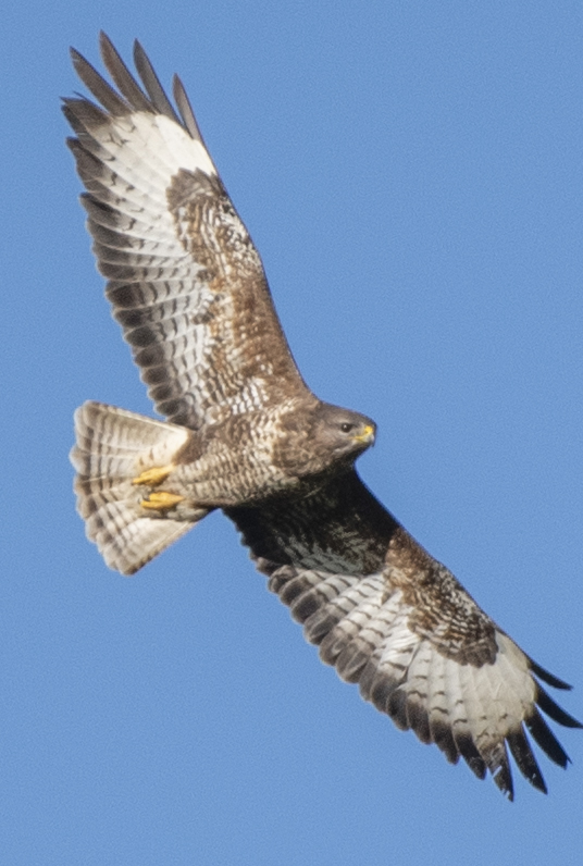 Buzzards cover image