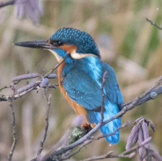 Kingfishers cover image