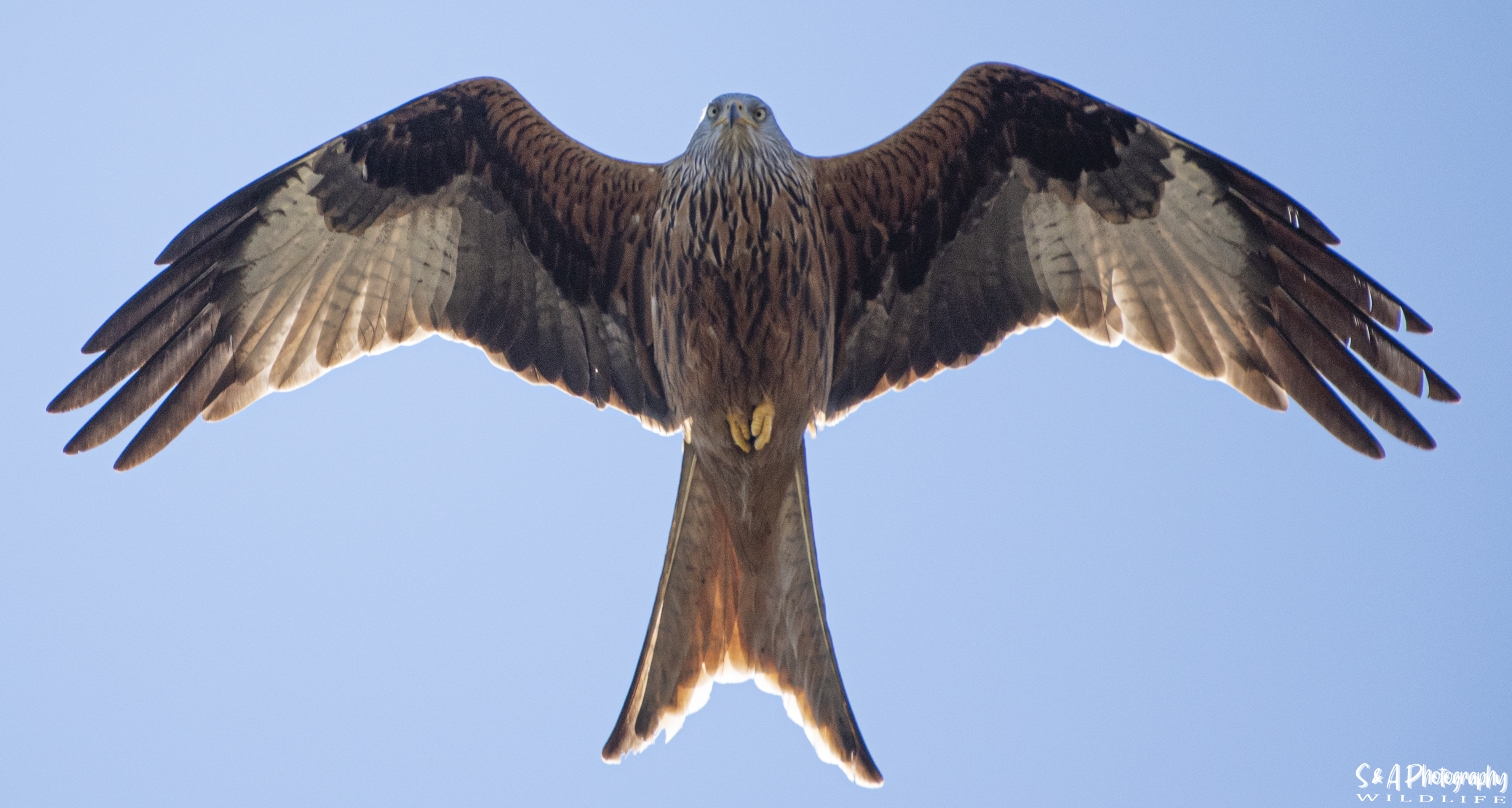 Red Kites cover image
