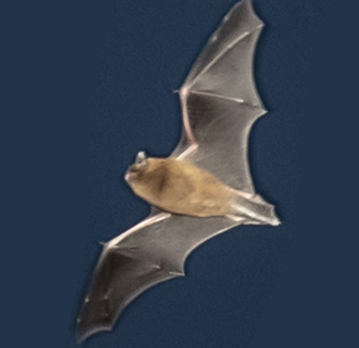 Bats cover image