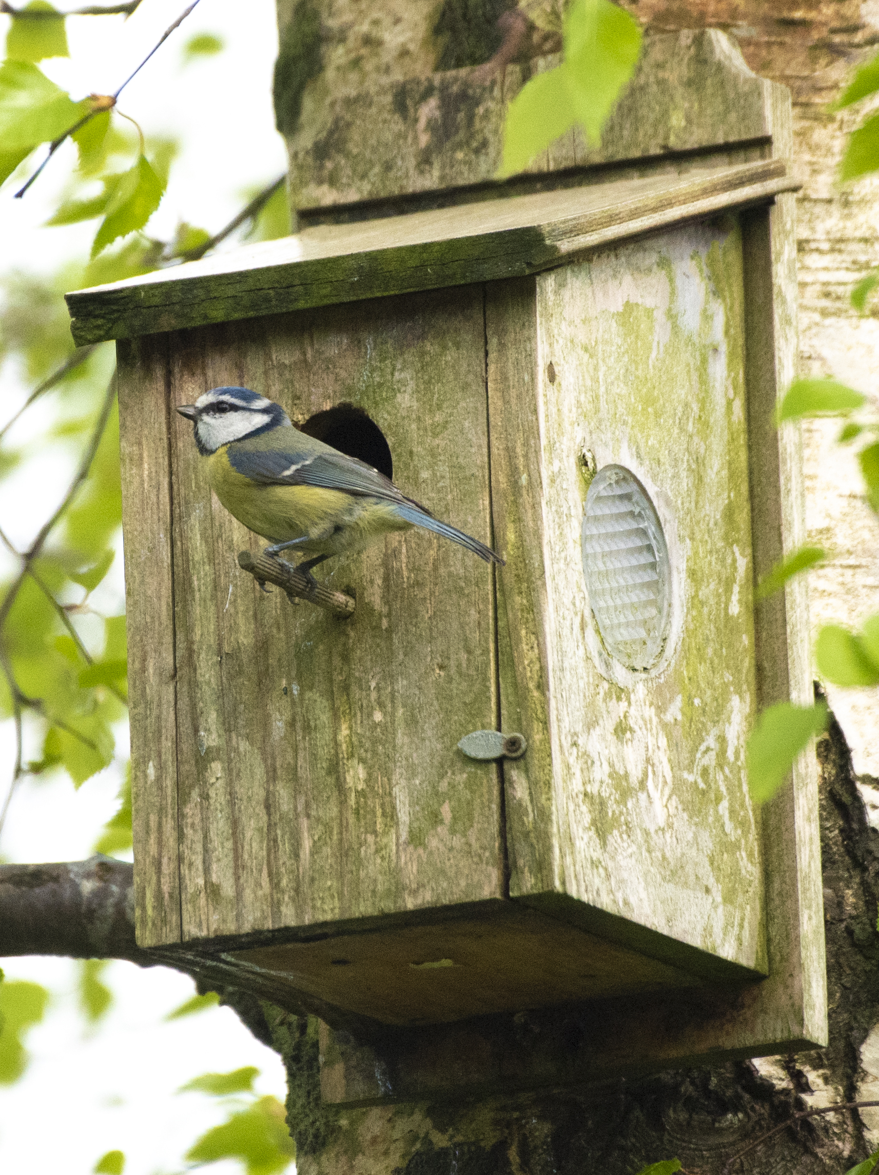 Blue Tits cover image